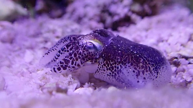 Macro Video of European common cuttlefish - (Sepia officinalis)
