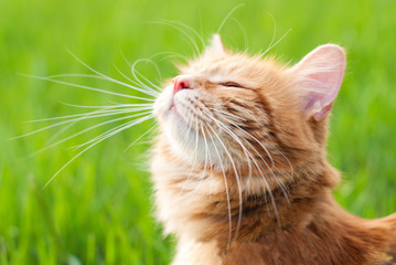 Cat in the Green Grass in Summer - Beautiful Red Cat with Yellow Eyes - Playing Cat - Pets Care Concept - Sunny Photo - 273387315