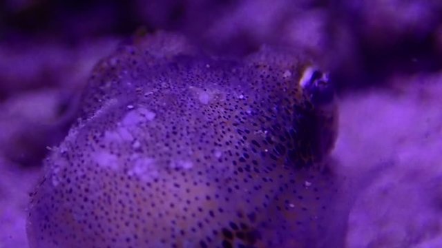 Macro Video of European common cuttlefish - (Sepia officinalis)