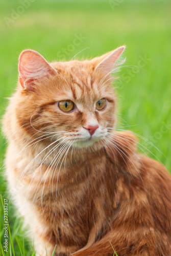 Cat In The Green Grass In Summer Beautiful Red Cat With
