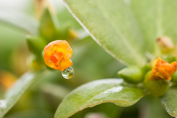 orange flower with water drop
