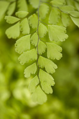 green plant with dark background