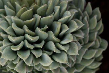 green cactus with dark background