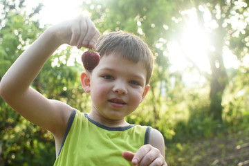 Child eat ripe organic strawberry in garden. Happy boy holding fresh picked strawberry