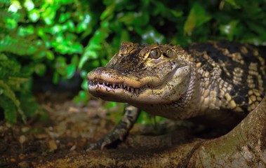 crocodile