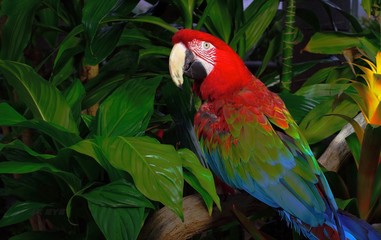 colorful macaw