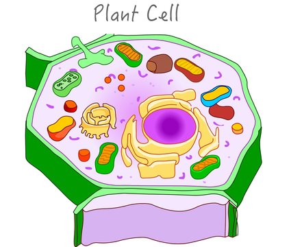 Plant cell structure. Plant cell parts diagram. Diagram with computer components. Education, science, biology image. 2d drawing vector illustration.