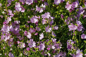 Moschus Malve, blüht in der Natur, auf einer Wiese im Sommer