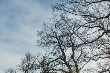 Fototapeta na wymiar bare tree against a blue winter sky