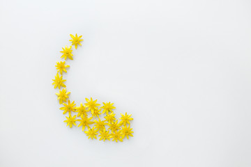 yellow spring flowers on a light background