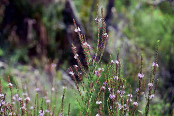 Purple Wild flowers