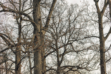 Bare large trees in winter