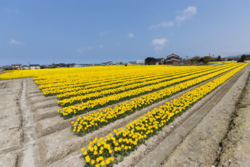 Yellow tulip cultivation looking from diagonally above.