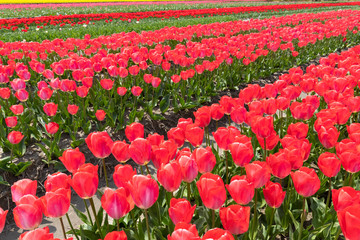 Red tulip cultivation looking from diagonally above.