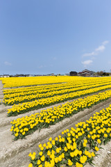 Yellow tulip cultivation looking from diagonally above.