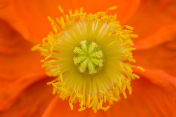 orange flower with yellow center