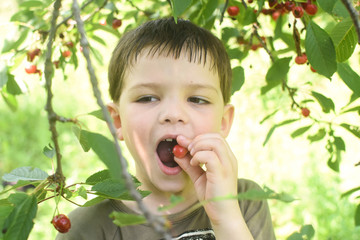 Happy boy eat organic natural healthy cherries in garden. Smiling little boy picks a cherry from a tree in cherry garden