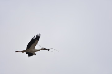 Fototapeta premium White stork in the natural environment