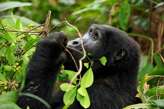 Mountain Gorilla (Gorilla beringei beringei) Feeding on Berries. Bwindi Impenetrable National Park, Uganda