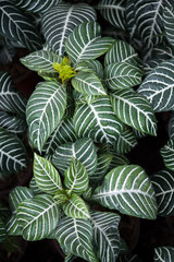 Naklejka na ściany i meble green plant with dark background