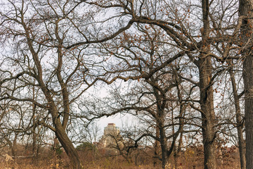 large old trees in an urban savanna woodland with architecture