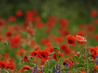 Poppy meadow