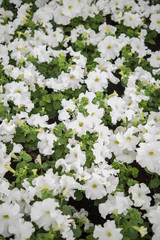 white flower with green leaves