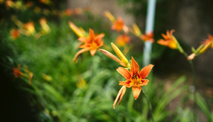 Orange lily bloom in the grass after the rain. Fresh lily in the spring garden.