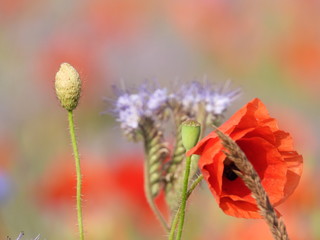 Poppy meadow