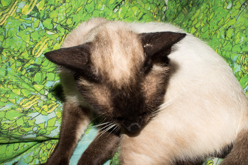 Fototapety na wymiar - Fototapeta24.pl