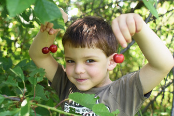 Happy boy eat organic natural healthy cherries in garden. Smiling little boy picks a cherry from a...