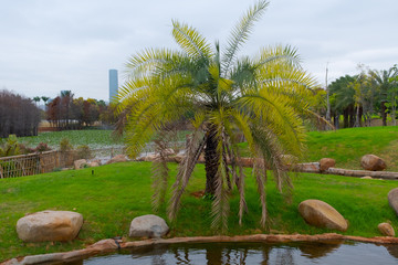 Palm tree in glade in the Xiamen Horticulture Expo Garden