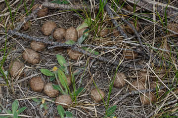 Animal waste in the forest