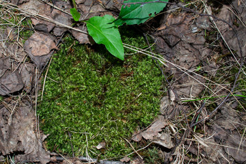 Forest green moss on land in summer
