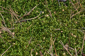 Forest green moss on land in summer