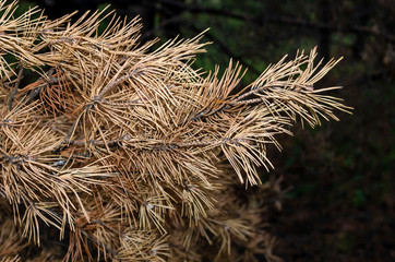 Dry branch of spruce with yellow needles