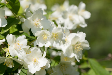 Jasmine flowers in June