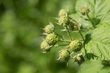 Green berries of raspberry