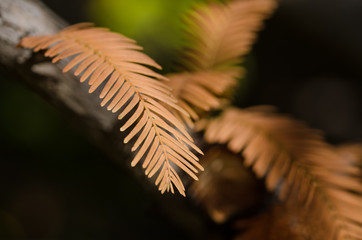 The Golden Needles of the Dawn Redwood in Autumn