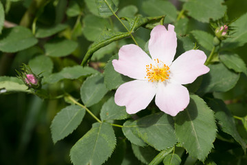 Pale pink flower of the rose
