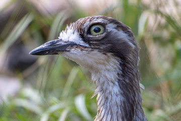 Close-up of head of Bush Thick-knee (Burhinus grallarius).