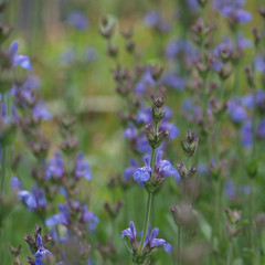Salvia lavandulifolia - Spanischer Salbei