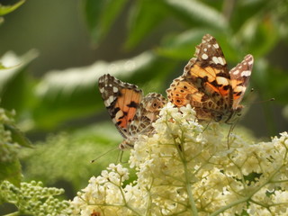 butterfly