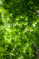 Beautiful green huge bamboo growing in the jungle