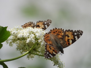 butterfly