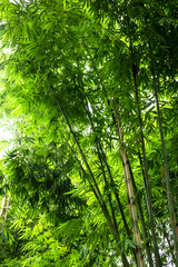 Naklejka na ściany i meble Beautiful green huge bamboo growing in the jungle