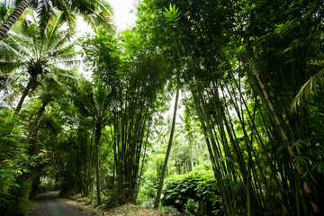 Fototapeta premium Beautiful green huge bamboo growing in the jungle