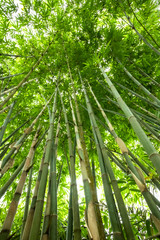 Plakat Beautiful green huge bamboo growing in the jungle