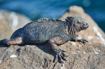 Macro of Marine Iguana Sitting on a Rock in the Galapagos Islands