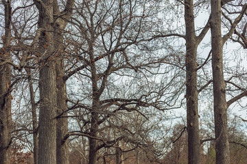 trees in winter